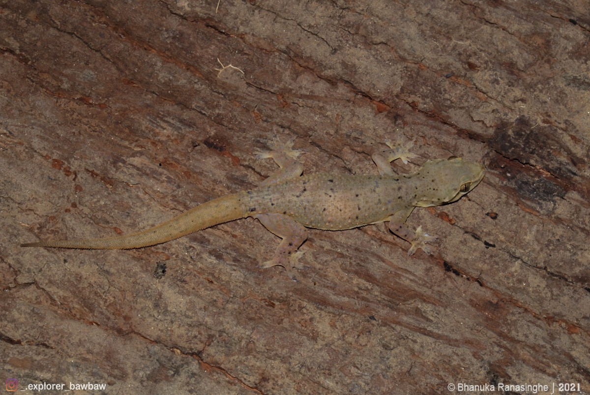 Hemidactylus depressus Gray, 1842